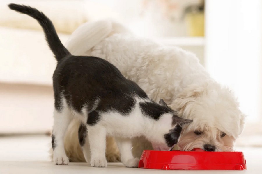 Understanding Pet Nutrition: The Importance of Quality Food for Health and Well-Being