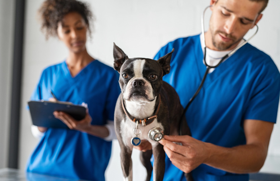 Veterinary Suppliers: The Keystone of Pet Health in the UAE